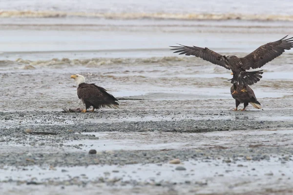 Bald Eagle Vancouver Island Canadá — Fotografia de Stock