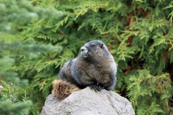 Hoary Marmot Vid Mount Rainier National Park Washington — Stockfoto