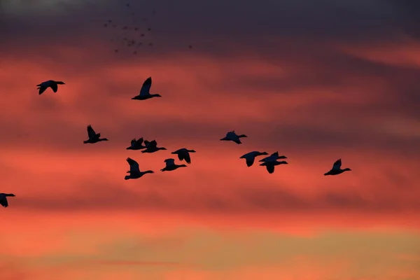 Gansos Neve Bosque Del Apache Inverno Novo México Eua — Fotografia de Stock