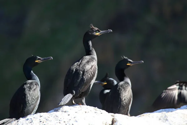 Európai Kufirc Vagy Közönséges Kufirc Phalacrocorax Aristotelis Sziget Runde Norway — Stock Fotó