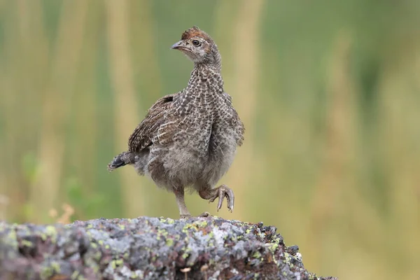 Εθνικό Πάρκο Παγετώνων Spruce Grouse — Φωτογραφία Αρχείου