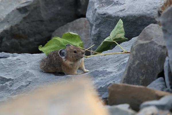 Pika Nell Habitat Naturale Ghiacciaio Montana Usa — Foto Stock