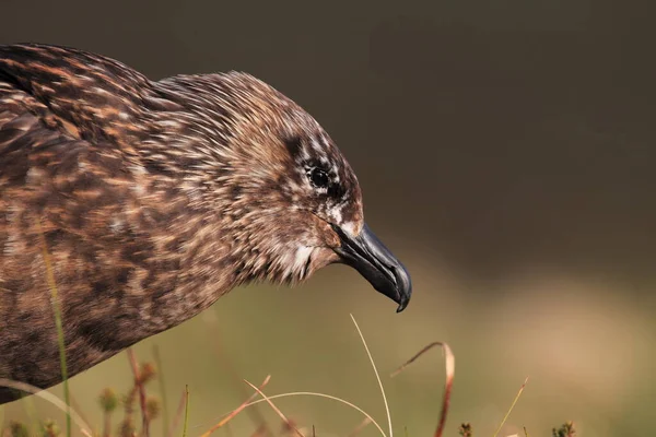 Große Skua Stercorarius Skua Natürlichen Lebensraum Norwegen — Stockfoto