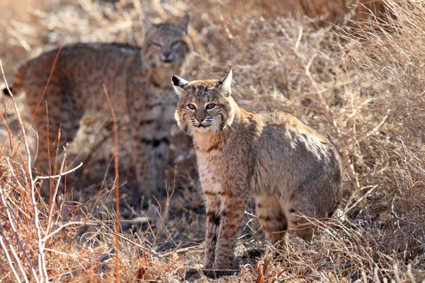 Vaşak Lynx Rufus Bosque Del Apaçi Ulusal Vahşi Yaşam Sığınağı — Stok fotoğraf