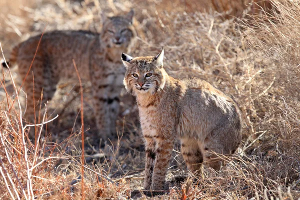 Bobcat Lynx Rufus Bosque Del Apache National Wildlife Refuge — Stock fotografie