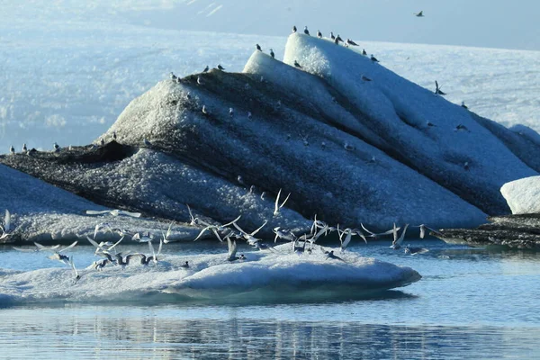 Sterne Arctique Sterna Paradisaea — Photo