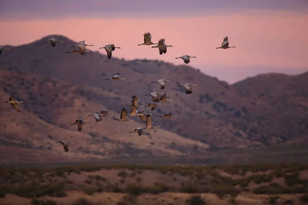 Gru Collinare Sabbia Grus Canadensis Bosque Del Apache National Wildlife — Foto Stock