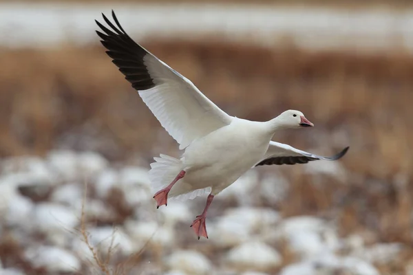 Χιονόχηνες Την Αυγή Bosque Del Apache Νέο Μεξικό — Φωτογραφία Αρχείου