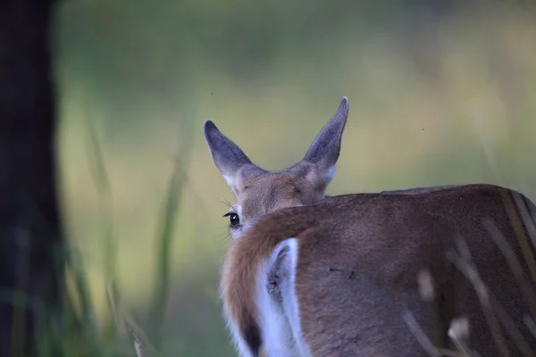 白い尾の鹿イエローストーン国立公園 — ストック写真
