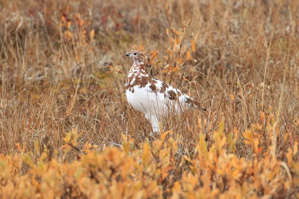 Sauce Ptarmigan Lagopus Lagopus Alaska — Foto de Stock