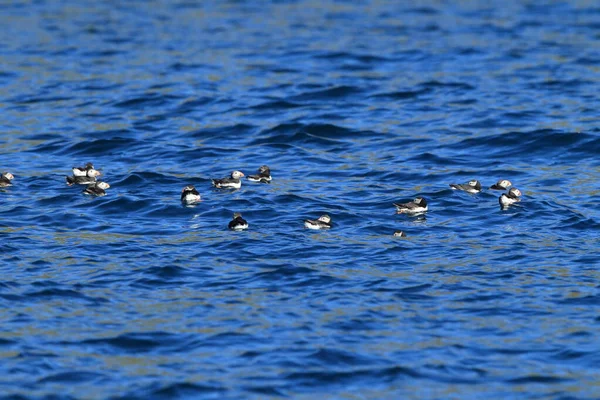 Atlantic Puffin Fratercula Arctica Noorwegen — Stockfoto