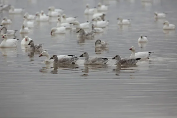 Gansos Nieve Bosque Del Apache Invierno Nuevo México — Foto de Stock