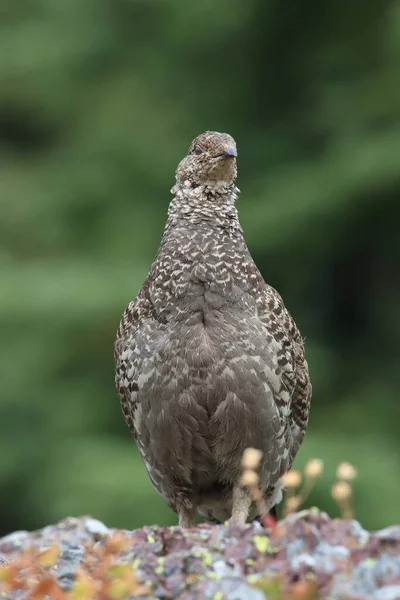 Národní Park Spruce Grouse Glacier — Stock fotografie