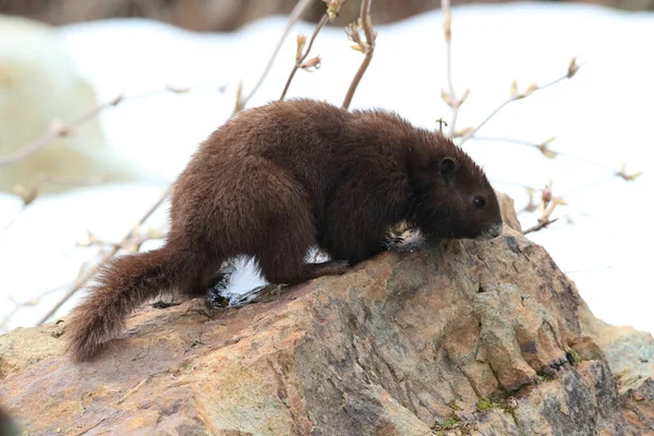 Vancouver Island Marmot Marmota Vancouverensis Mount Washington Den Naturliga Livsmiljön — Stockfoto