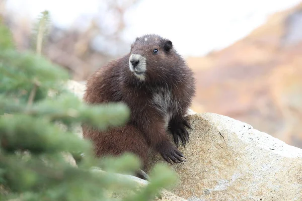 Vancouver Island Marmot Marmota Vjalá Verensis Mount Washington Hábitat Natural — Foto de Stock