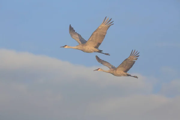 Guindaste Areia Grus Canadensis Bosque Del Apache National Wildlife Refuge — Fotografia de Stock