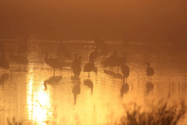 Guindaste Areia Grus Canadensis Bosque Del Apache National Wildlife Refuge — Fotografia de Stock