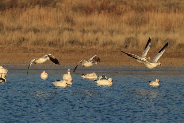 Sněžné Husy Úsvitu Bosque Del Apache Nové Mexiko — Stock fotografie