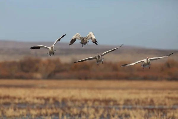 Hóludak Bosque Del Apache Télen Mexikó Usa — Stock Fotó