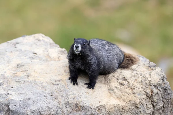 Hoary Marmot Mount Rainier Nemzeti Parkban Washington — Stock Fotó