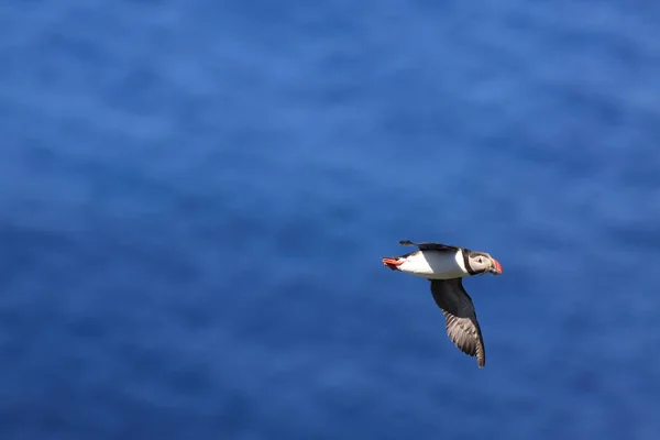 Puffin Atlántico Fratercula Arctica Noruega —  Fotos de Stock