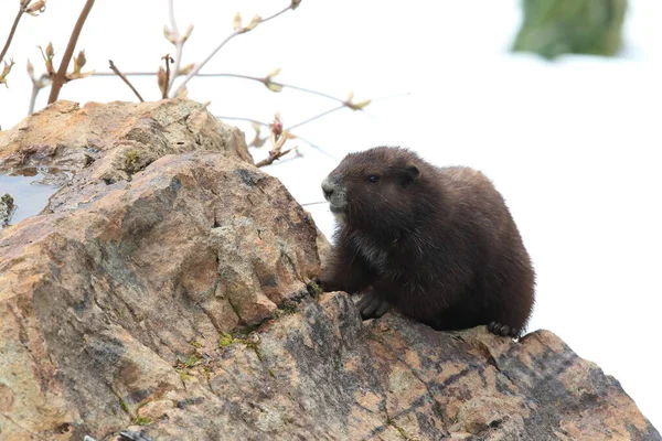 Vancouver Island Marmot Marmota Vjalá Verensis Mount Washington Hábitat Natural —  Fotos de Stock