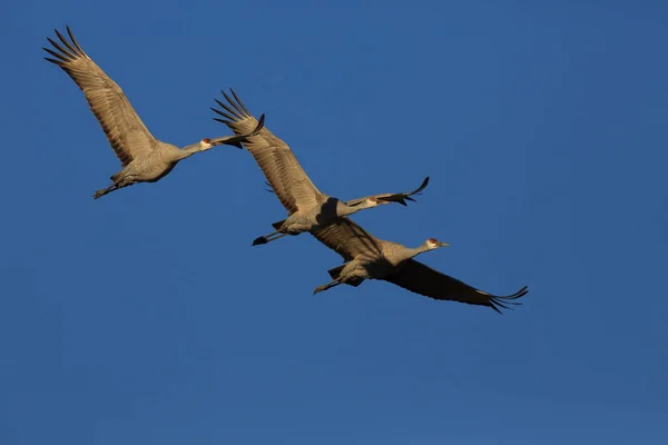 Γερανός Grus Canadensis Στο Εθνικό Καταφύγιο Άγριας Ζωής Bosque Del — Φωτογραφία Αρχείου