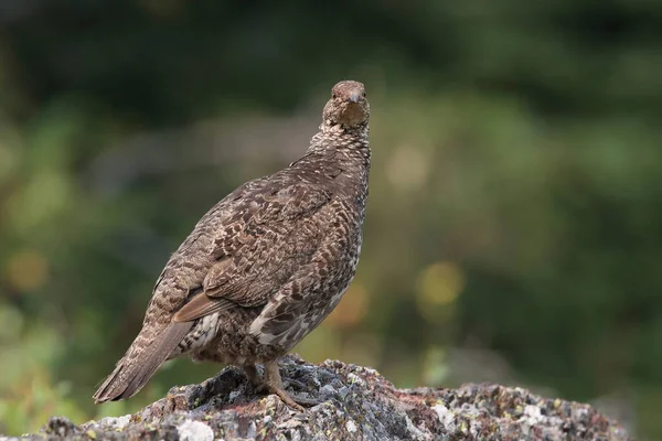 Εθνικό Πάρκο Παγετώνων Spruce Grouse — Φωτογραφία Αρχείου