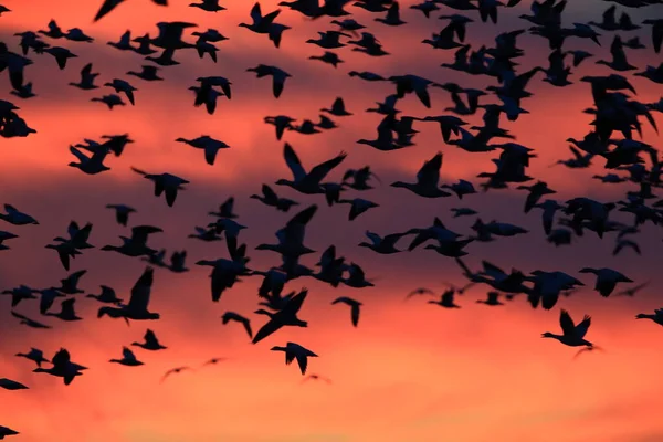 Χιονόχηνες Bosque Del Apache Χειμώνα Νέο Μεξικό Ηπα — Φωτογραφία Αρχείου