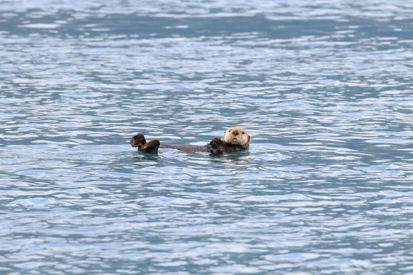 Nutria Marina Flotante Kalan Asiático Enhydra Lutris Lutris Alaska Estados — Foto de Stock