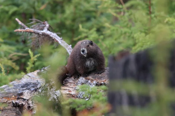 Vancouver Island Marmot Marmota Vancouverensis Mount Washington Natural Habitat Vancouver — Stock fotografie