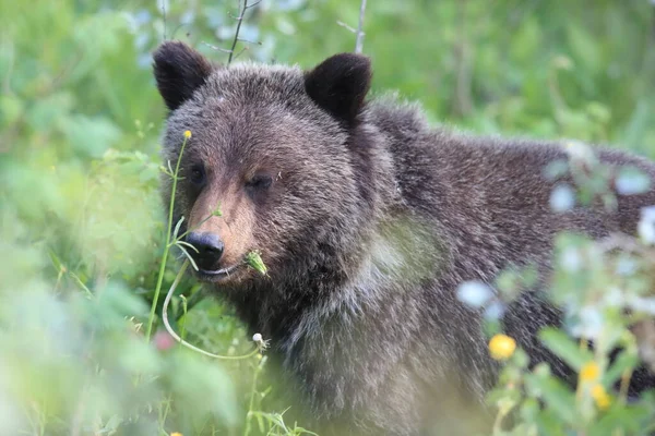 Giovane Grizzly Orso Roccie Canadesi — Foto Stock