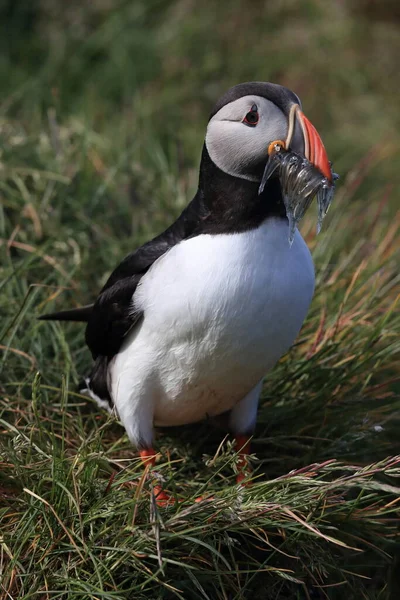 Macareux Fratercula Arctica Avec Poisson Islande — Photo