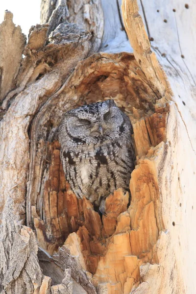 Western Screech Owl Megascops Kennicottii Árvore Novo México — Fotografia de Stock