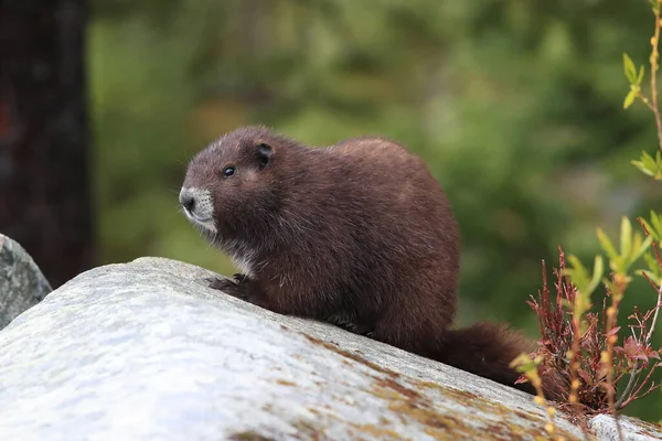 Vancouver Island Marmot Marmota Vjalá Verensis Mount Washington Hábitat Natural — Foto de Stock