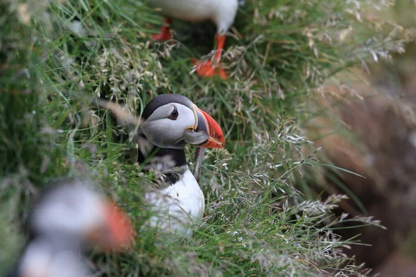 Puffin Fratercula Arctica Rybami Island — Stock fotografie