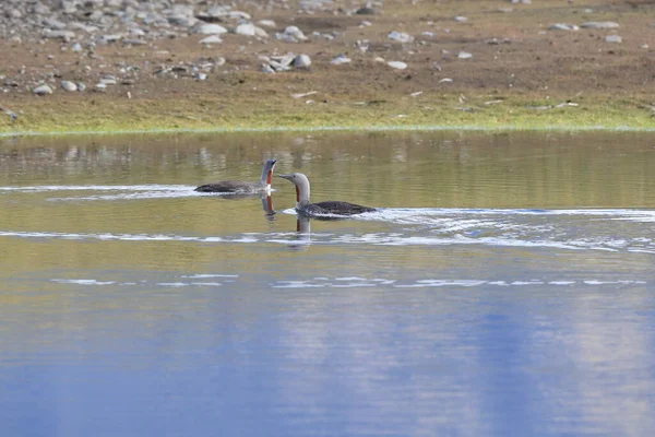 red-throated loon (North America) or red-throated diver (Britain and Ireland)