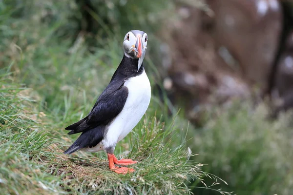 Puffin Fratercula Arctica Com Peixes Islândia — Fotografia de Stock