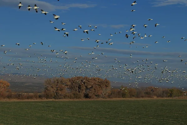 Oies Des Neiges Bosque Del Apache Hiver Nouveau Mexique Etats — Photo