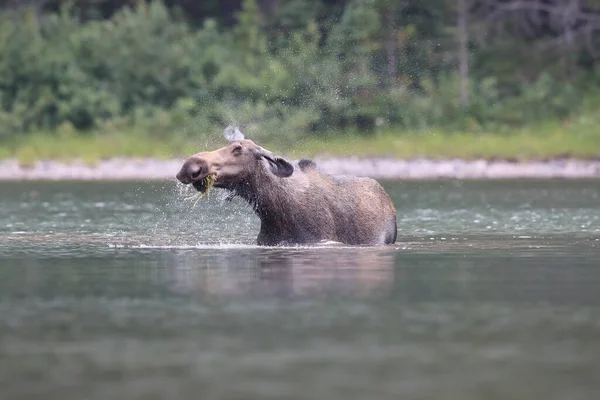 Moose Σίτιση Στη Λίμνη Στο Παγετώνα Εθνικό Πάρκο Στη Μοντάνα — Φωτογραφία Αρχείου