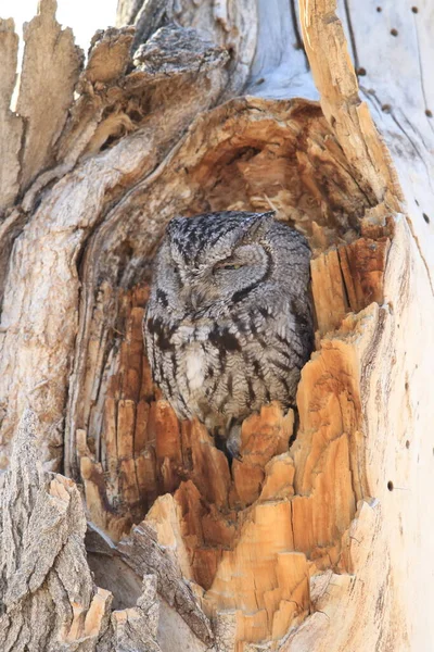 Western Screech Owl Megascops Kennicottii Árvore Novo México — Fotografia de Stock