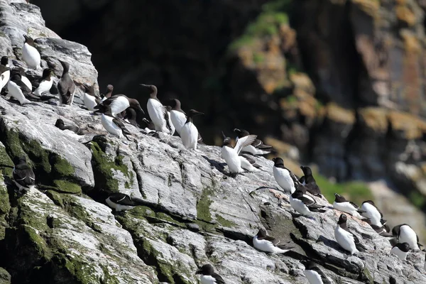 Razorbill Alca Torda 岛北隆德 — 图库照片