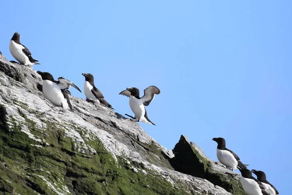 Scheermessen Alca Torda Eilandrunde Noors — Stockfoto