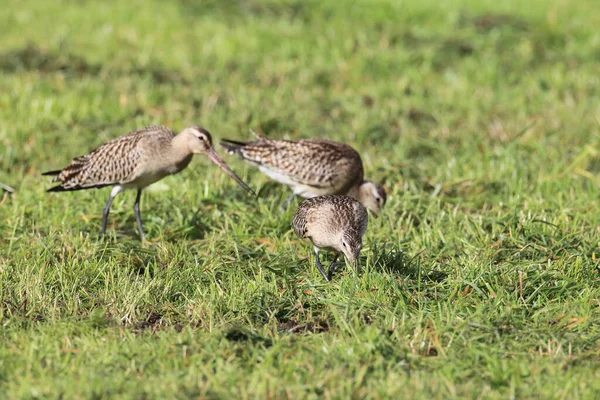 Godwit Cauda Barra Limosa Lapponica — Fotografia de Stock