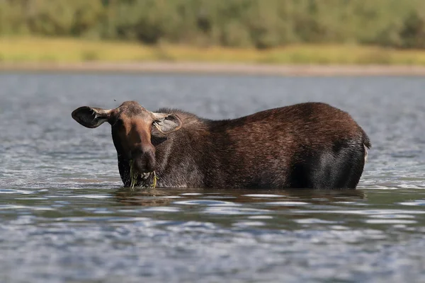 Moose Feeding Pond Glacier National Park Montana États Unis — Photo