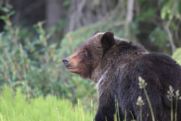 Jovem Urso Pardo Rockies Canadenses — Fotografia de Stock