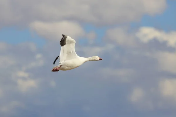 Gęsi Śnieżne Świcie Bosque Del Apache Nowy Meksyk — Zdjęcie stockowe