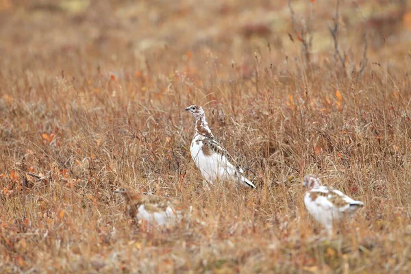 Willow Ptarmigan Lagopus Lagopus Alaska — стокове фото