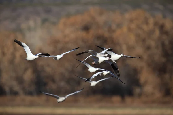 Gansos Neve Bosque Del Apache Inverno Novo México Eua — Fotografia de Stock