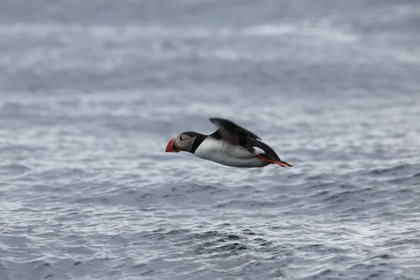 Atlantic Puffin Fratercula Arctica Νορβηγία — Φωτογραφία Αρχείου